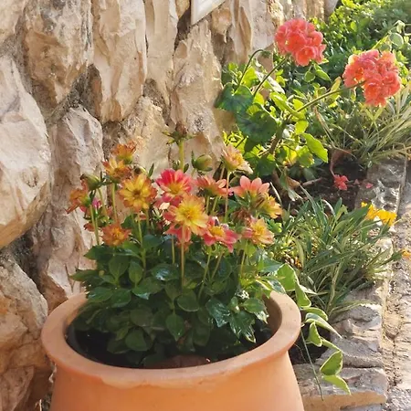 Dario * Grebaštica