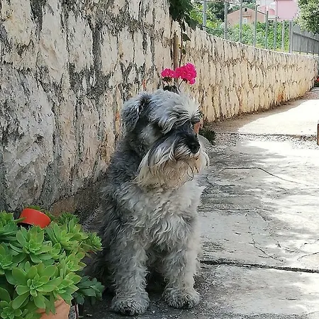 Dario