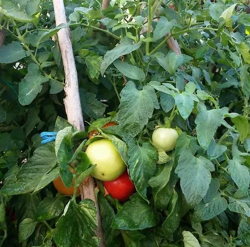 Dario Apartman Grebastica